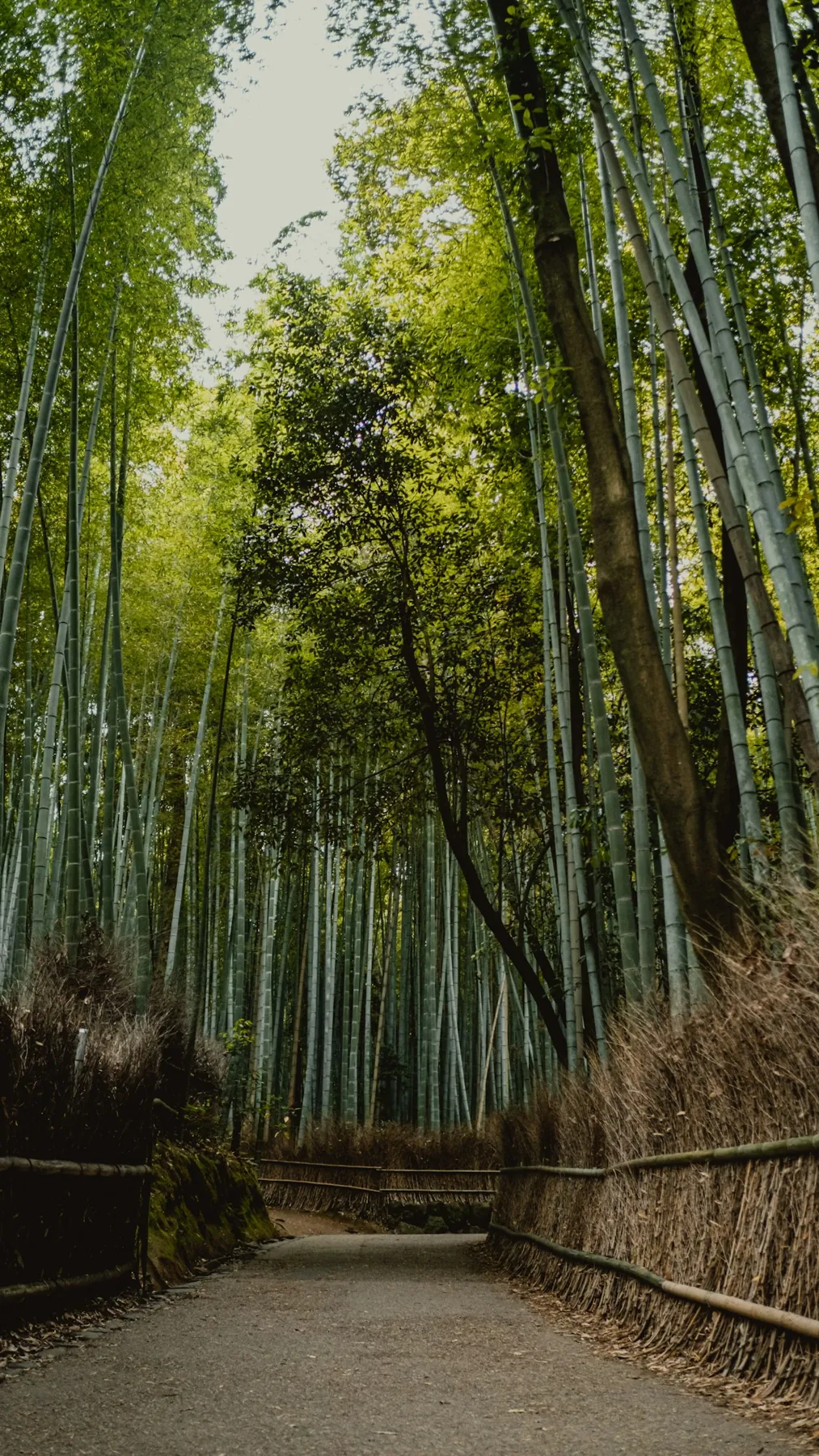 Inspirational Japan travel photograph